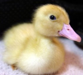 Pet Baby Duck